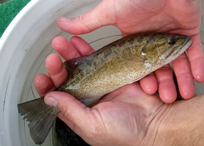 The Fish of Beaver Lake - Beaver Lake Association