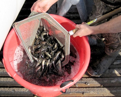 The Fish of Beaver Lake - Beaver Lake Association